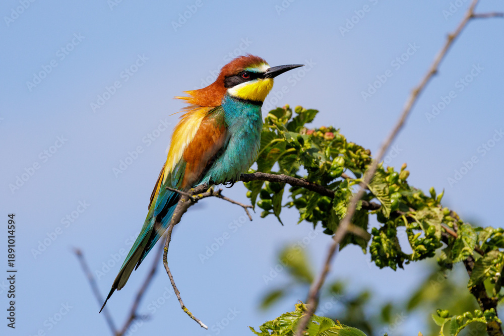 Obraz premium Bienenfresser (Merops apiaster)
