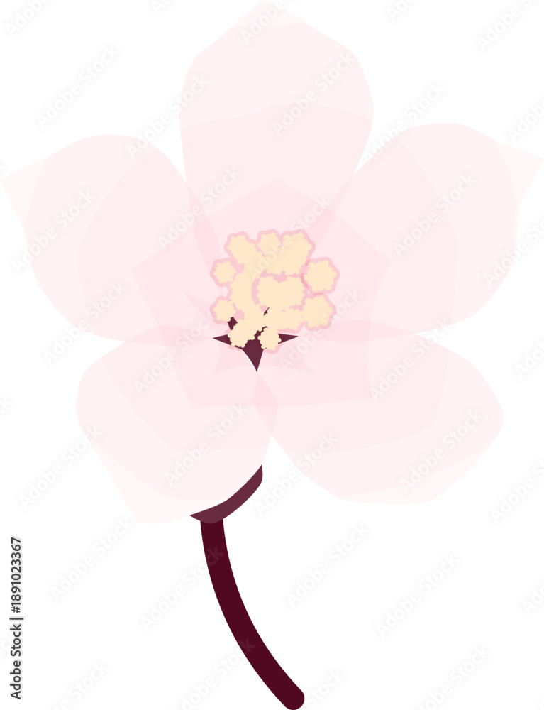 Fototapeta premium Cherry Blossom, Simple Soft Spring Flower Illustration