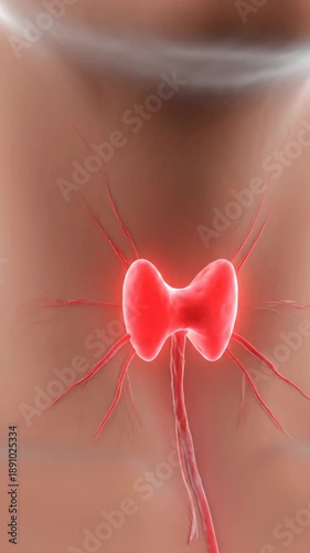 Illustration of human thyroid gland