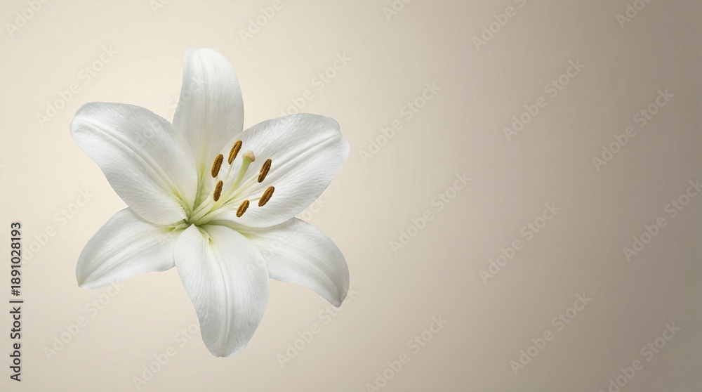 Fototapeta premium Elegant Lily Flower in Minimal Luxury Style with Neutral Background