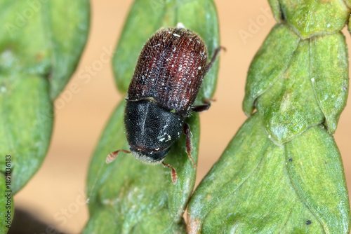 Fotografie Bark beetle, Phloeosinus aubei