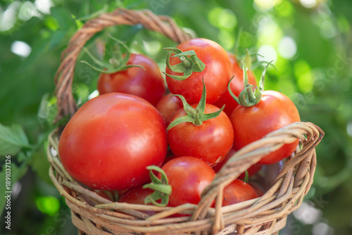 closeup on freshly harvested cherry tomatoes in a small wicker basket in garden