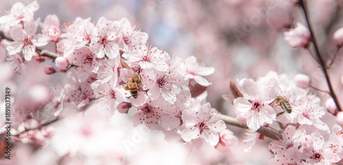 closeup on beautiful pink flowers on branches of prunus  tree blooming at spr...