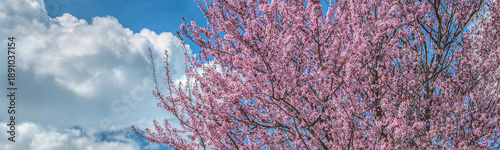 closeup on beautiful pink flowers on branches of cherry tree blooming at spri...