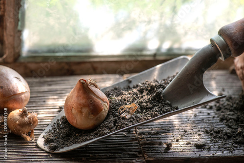 flower bulb placed on a small garden shovel full of soil near a window in the...