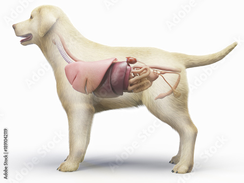 Obraz na plátně A Full Color Look At The Vital Organs Of A Dog
