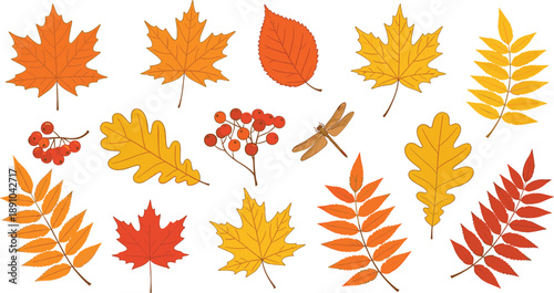 Autumn leaves vector set with maple, oak, rowan, and fall foliage elements in warm seasonal colors for nature and design projects