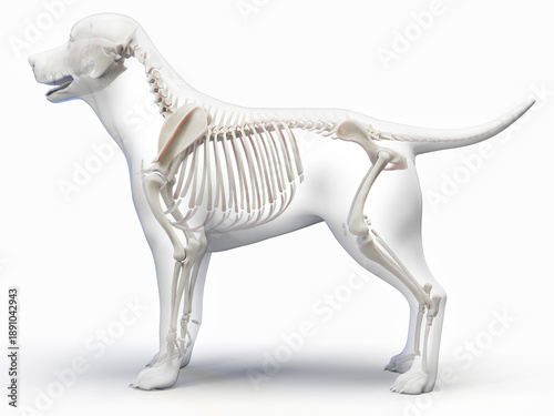 Bild auf Leinwand A Detailed 3D Depiction Of The Skeletal System Of A Dog