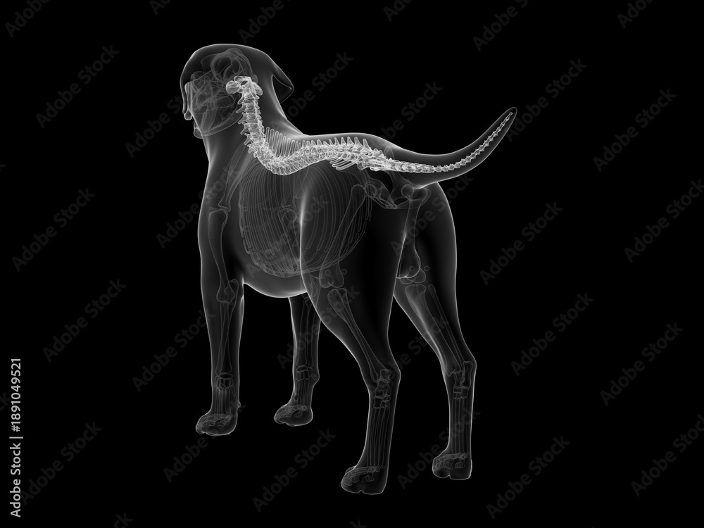 Obraz premium Accurate 3D Depiction Of The Spinal Column Of A Dog