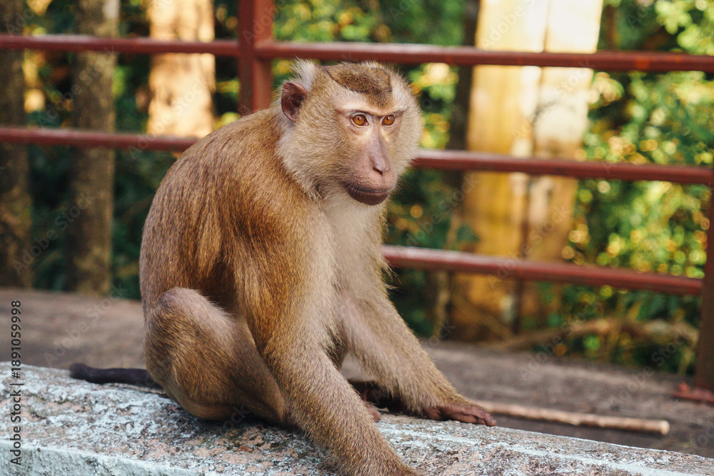 Naklejka premium A long-tailed macaque sits on a stone fence. Monkey Hill in Phuket, Thailand.