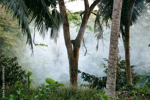 Canvastavla smoke in the rainforest