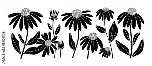 Foto Black Silhouette Echinacea Flowers and Leaves on White Background vector illustr