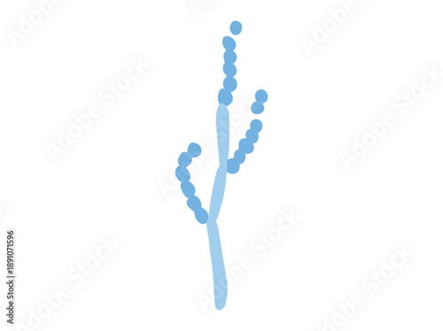 Hand Drawn Mold Wallemia Fungus
