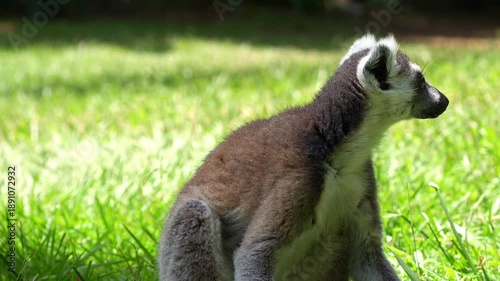 A ring-tailed lemur (Lemur catta) sitting and resting under the shade, looking around the surroundings, close up shot.