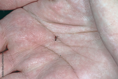 Fotografi Saddle gall midge, Haplodiplosis marginata, former equestris