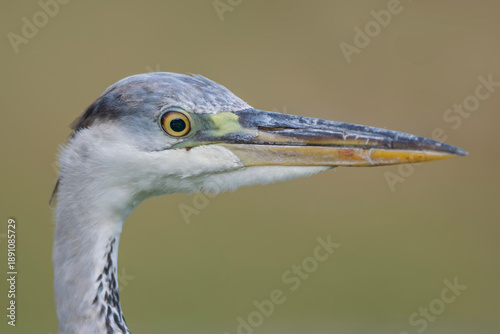 Close up of a Grey heron's beak