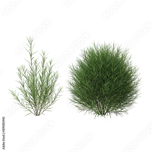 Two green bushy plants with long thin leaves on transparent background