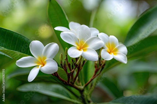 Close-up of three white and yellow tropical flowers with lush green leaves in focus