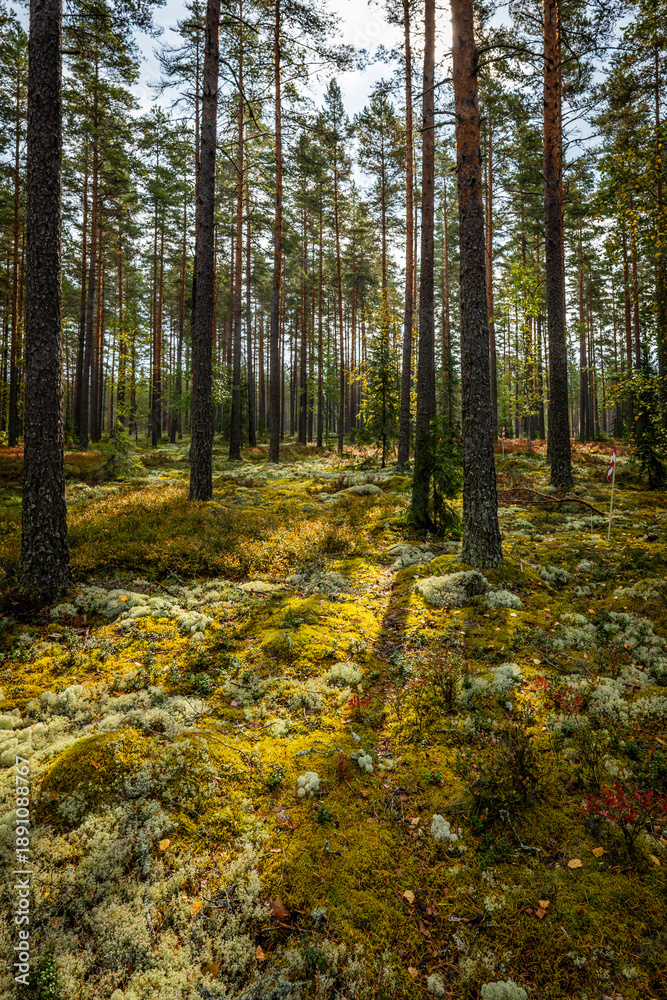 Obraz premium Macial fairtale forest in a sunny day. Forest therapy and stress erelief.