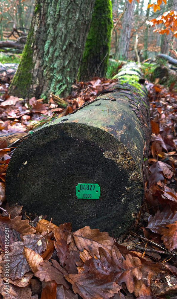 Obraz premium Felled tree trunk with identification tag lying on the forest floor surrounded by fallen autumn leaves showing forestry management wood texture and natural woodland environment