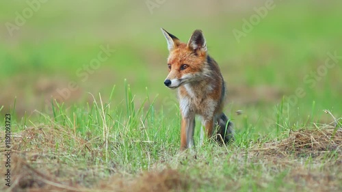 Male Red Fox (Vulpes vulpes) Hunting and Feeding on Meadow at Summer Sunrise, Nuremberg, Bavaria, Germany
