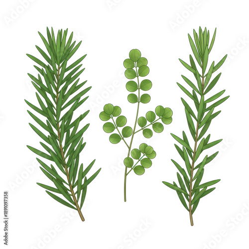 Collection of various green plant leaves and branches isolated on transparent background