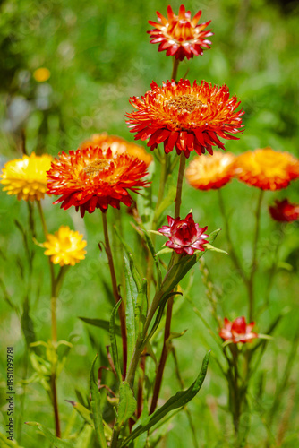 everlasting orange and yellow paper daisy flowers