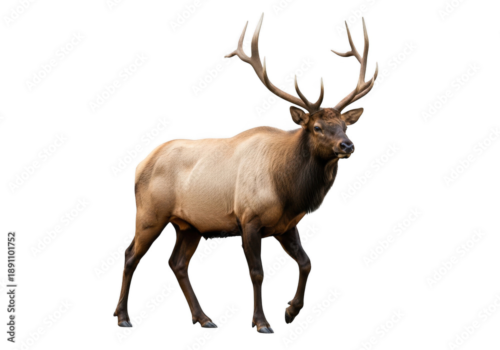 Fototapeta premium Majestic elk with large antlers standing proudly isolated on transparent background