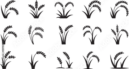 Fifteen black silhouette icons show various rice plants ready for harvest against a pure white background