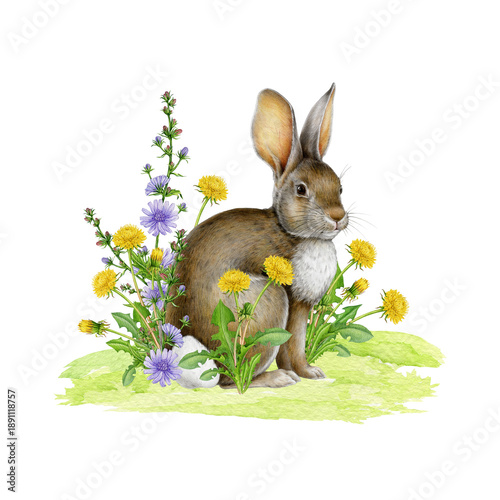 Hand drawn cute bunny with spring flowers. Easter mood vintage style cozy springtime watercolor illustration. Easter bunny with yellow dandelion and blue chicory flowers on white background