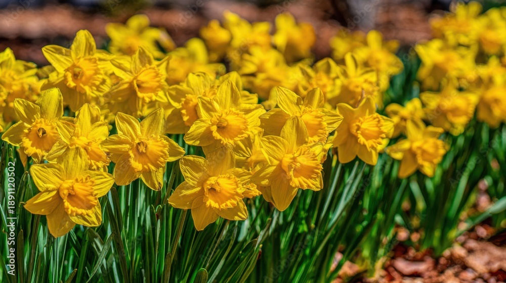 Fototapeta premium Sun-drenched yellow daffodils trumpet towards the sky, a vibrant herald of spring's awakening in a blooming garden