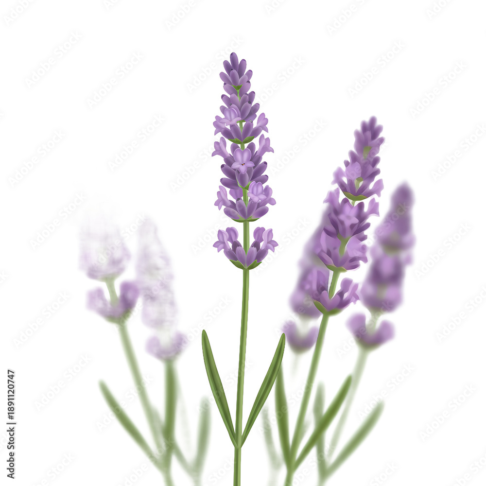 Obraz premium Transparent background illustration of various BEAUTIFUL FLOWERS BLOOMING FOR WEDDING ORNAMENTS OR JEWELRY DECORATION