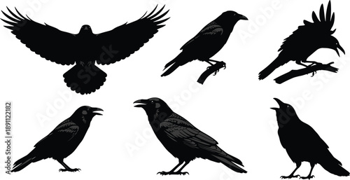 Black silhouettes of crows in various poses crow, crows, black, silhouette, silhouettes, birds, animals, flying, standing, perched, white background, claws, beaks, wings, feathers, avian, wildlife, va