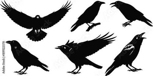 Black silhouettes of six crows in various poses crow, crows, black, silhouette, silhouettes, birds, animals, wings, flying, standing, white background, claws, beaks, feathers, various, poses, differen