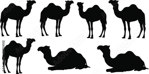 Black silhouette of seven camels in various poses on white background