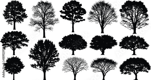 Black silhouettes of various trees on white background tree, silhouette, black, white, background, bare, leafy, pine, oak, deciduous, evergreen, trees, nature, shapes, forms, foliage, trunks, branches