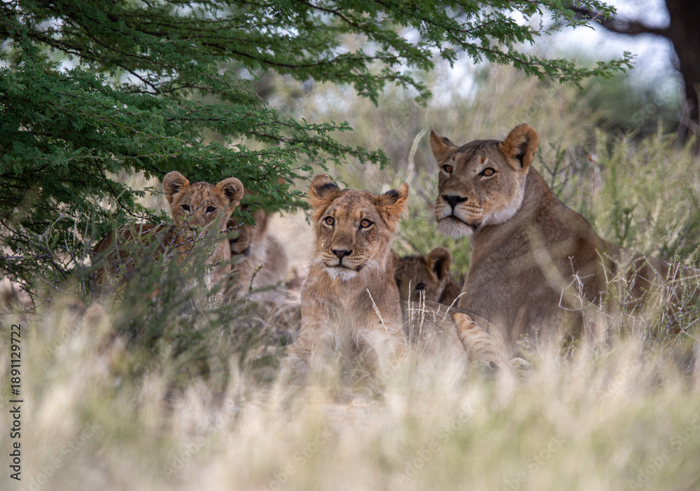 Obraz premium A pride of lions varying in age. They are all looking on as though something grabbed their attention of if they are going to hunt.