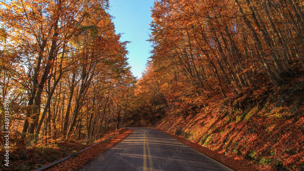 Naklejka premium Autumn at Pelion mountain,road beech forest,Magnesia,Thessaly,Greece
