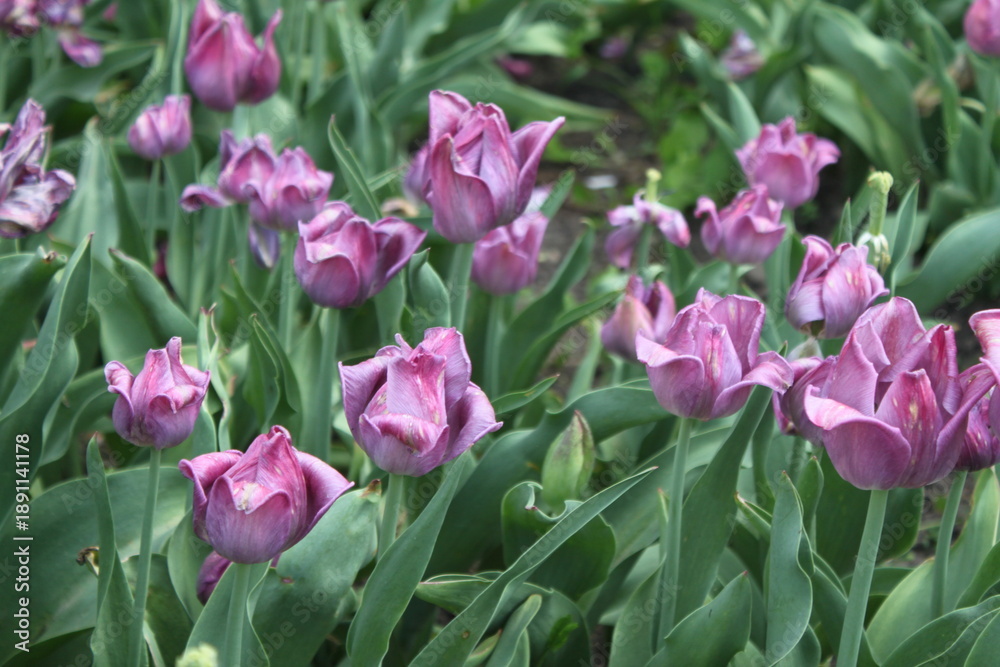 Fototapeta premium pink tulips in the garden