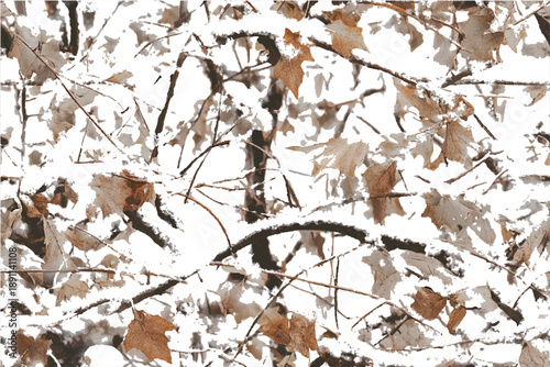 A realistic photo of tree branches with leaves, covered in snow, in a camouflage pattern.