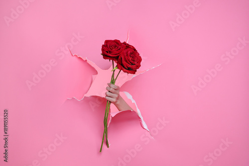 Woman's hand with red rose bouquet popping out of a torn pink paper hole.for Valentine concept.