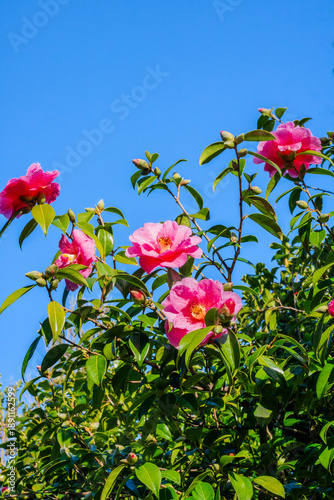Fotografie A branch with camellia inflorescences against a blue sky, bottom view, vertical