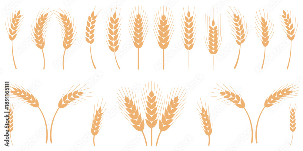 Fototapeta premium Wheat and rye ears, barley rice grains, brewing emblem design, organic farm harvest, golden cereal patterns, vector illustration isolated, agricultural food symbols