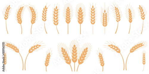 Wheat and rye ears, barley rice grains, brewing emblem design, organic farm harvest, golden cereal patterns, vector illustration isolated, agricultural food symbols