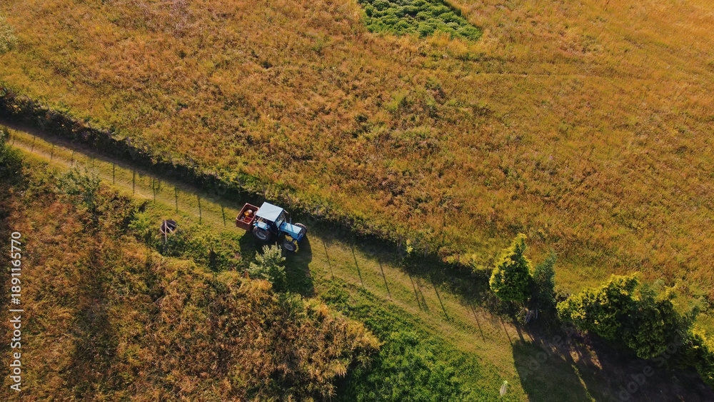 Obraz premium Tranquil sunny summer landscape with green fields and hills.