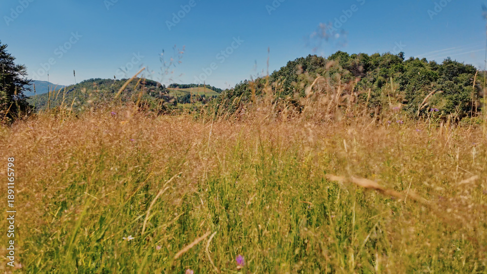 Obraz premium Tranquil sunny summer landscape with green fields and hills.