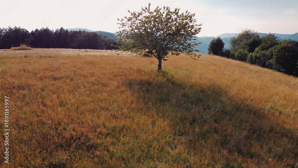 Obraz premium Tranquil sunny summer landscape with green fields and hills.