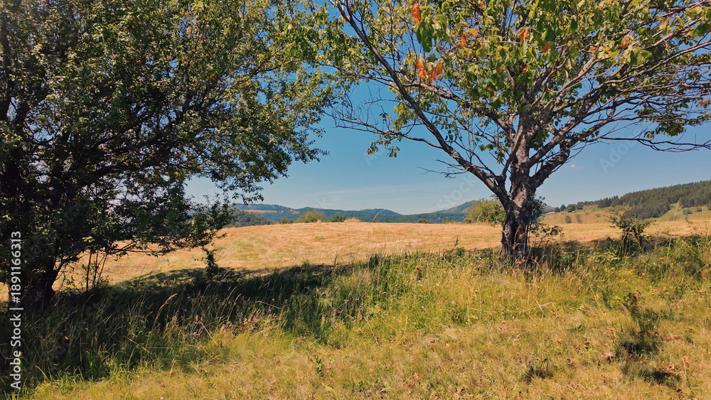 Obraz premium Tranquil sunny summer landscape with green fields and hills.