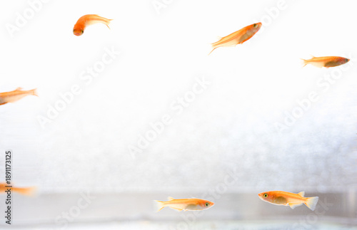 水槽の中のメダカ