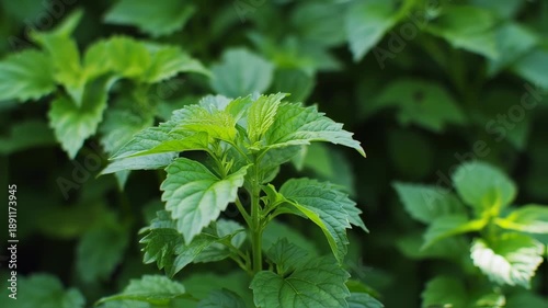 Wallpaper Mural Lush green plant foliage with vibrant, natural textures in soft focus background Torontodigital.ca